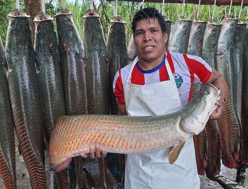 Acuicultores logran vender más de 200 kilos de paiche fresco a empresa Sodexo