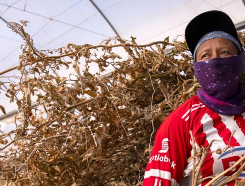 OIT: El Niño amenaza empleo e ingresos de trabajadores en América Latina y el Caribe